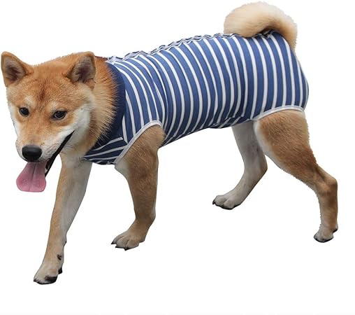 abdominal bandage dog