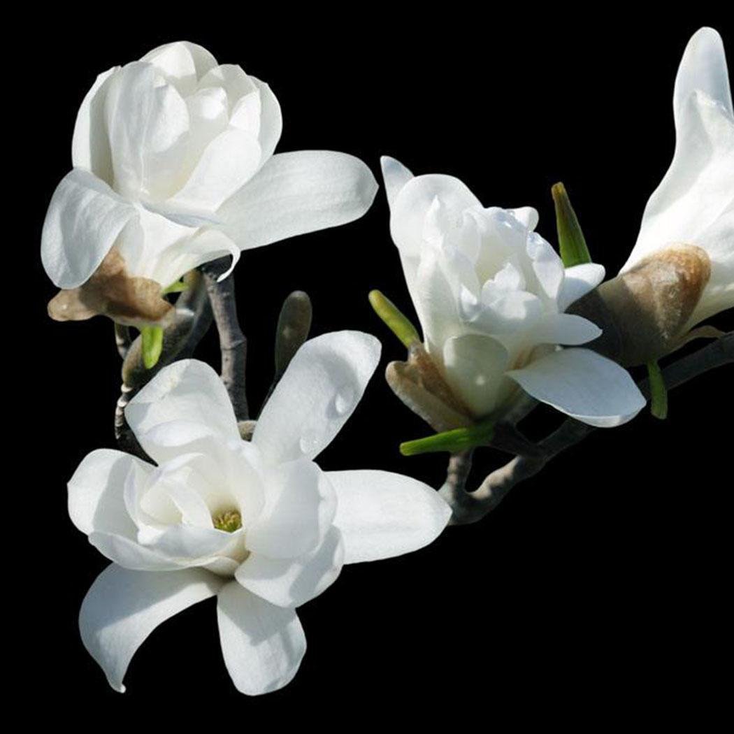FastDirect Semillas de Magnolia Multicolor Semillas de Flores 20 ...