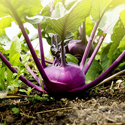 Purple Kohlrabi Alka seeds - Brassica oler convar. acephala var. gongylodes
