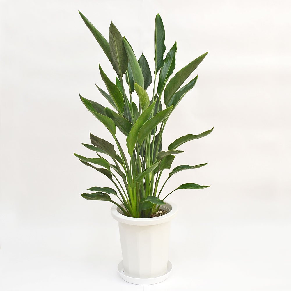観葉植物 ストレリチアレギネ 8号 中鉢 B06x6gjdkc グリーン観葉植物 本物品質の