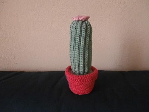 Cactus Cierge Fleur Rose Pale Pot Rose Vif Plante Grasse