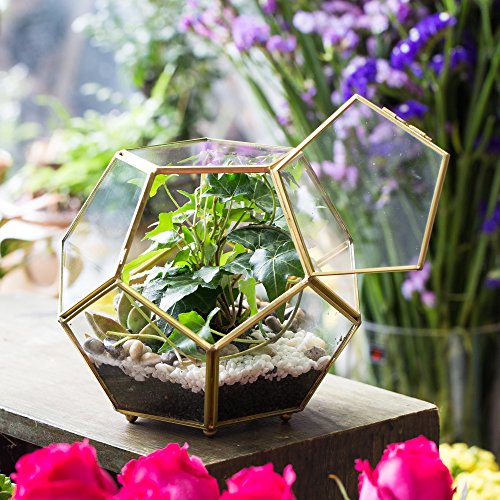 NCYP Close Footed Gold Copper Brass Glass Geometric Terrarium with Door Pentagon Ball Shape Close Fern Moss Succulent Planter Pot Display Case Box 5.9inches (No Plants)