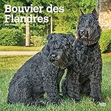 Bouvier des Flandres 2020 12 x 12 Inch Monthly Square Wall Calendar, Animals Dog Breeds by