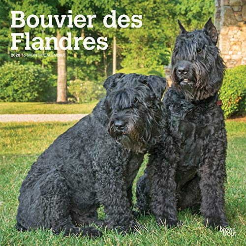 Bouvier des Flandres 2020 12 x 12 Inch Monthly Square Wall Calendar, Animals Dog Breeds by