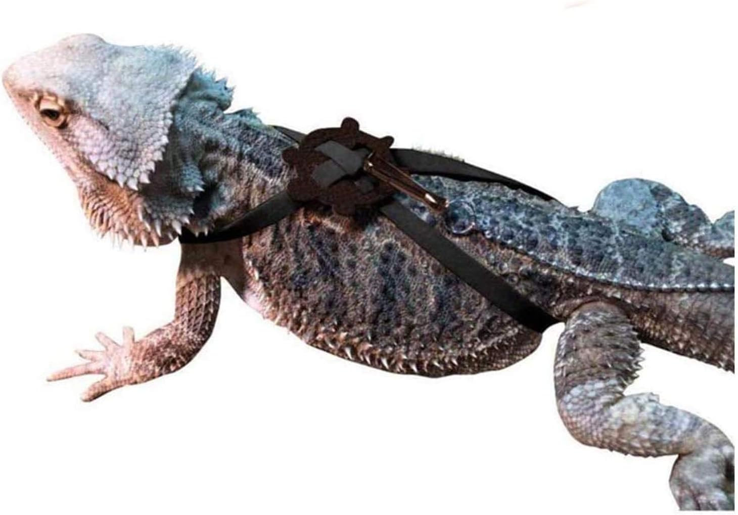 black dragon lizard pet