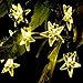 Outdoor Solar String Lights, AGPTEK 6 Meter 20 LED Star Solar String Lights for Garden Patio Party Wedding Birthday Holiday Party Decoration (Warm White)