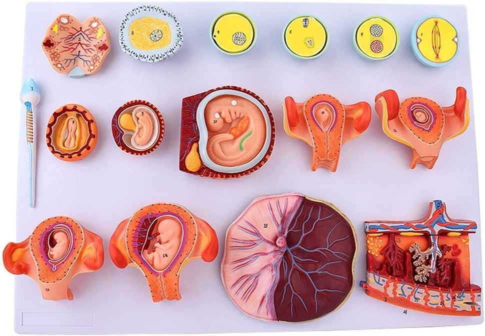 Educational Model Fertilization And Early Embryonic Development Process Model Scientific Anatomical Human Model Tissue Embryo Educational Demonstration Model,Medical Models