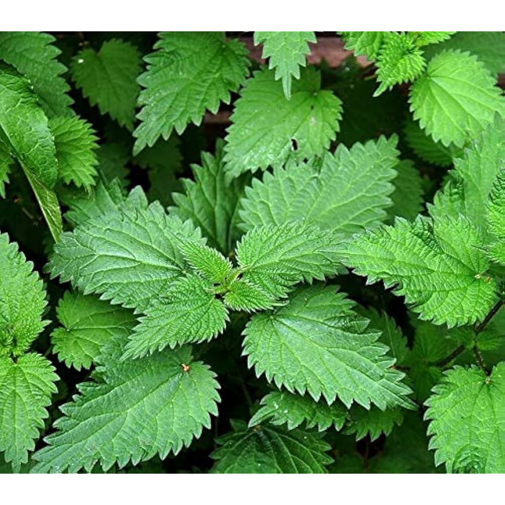 Nettle Leaf Tea, 1lb (16Oz) Cut And Sifted Bulk European Stinging