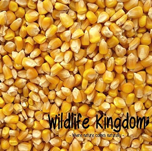 Wildlife Kingdom Whole MAIZE (Sweetcorn) Corn Seed Fishing Particle Bait Spod Spodmix Carp Tench