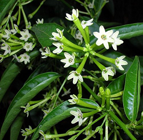 Hirt's Night Blooming Jasmine Plant - Cestrum nocturnum