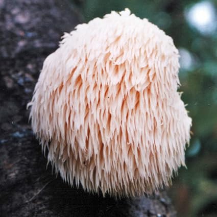 Amazon Com Mushroom Man Llc Lion S Mane Hericium Erinaceus Mushroom Mycelium Plug Spawn Garden Outdoor
