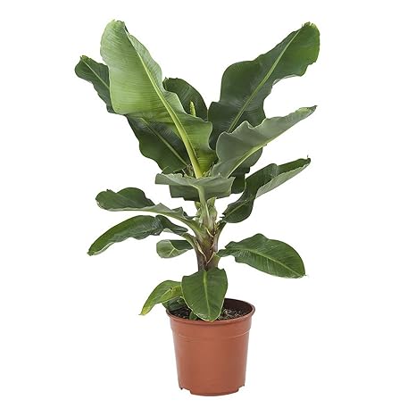 BOTANICLY Zimmerpflanze | Exotische Bananenpflanze - Obstbaum | Höhe: 80 cm | Musa Dwarf Cavendish