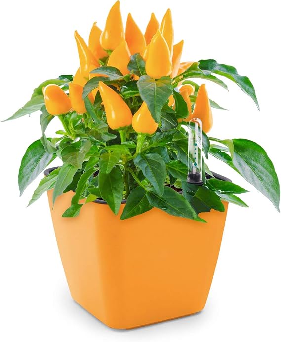 Domestico Kit de Habanero para cultivar, Habanero growing kit, All ...