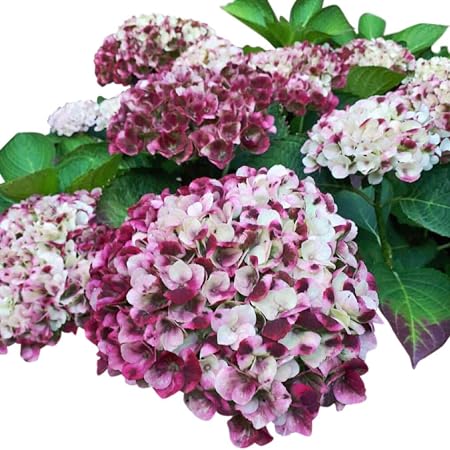 Double 11 Sale 100pcs Hydrangea Seeds Planter Bonsai Seed Flower Garden Plant Potted Plants Home Ornamental Mix Color Flores Pot Distinctiveweb Com