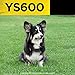 Dogtra YS600 Rechargeable 10 Level Adjustable No Bark Collar for Dogs 35+ Lbs