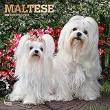 Maltese 2020 12 x 12 Inch Monthly Square Wall Calendar with Foil Stamped Cover, Animals Small Dog Br by