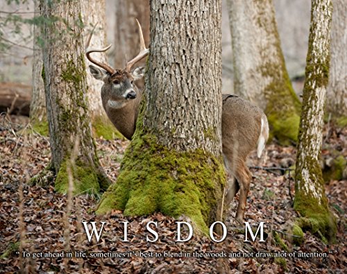 Whitetail Deer Motivational Poster Art Print 11x14 Bow Hunting Buck Commander Wall Decor Pictures