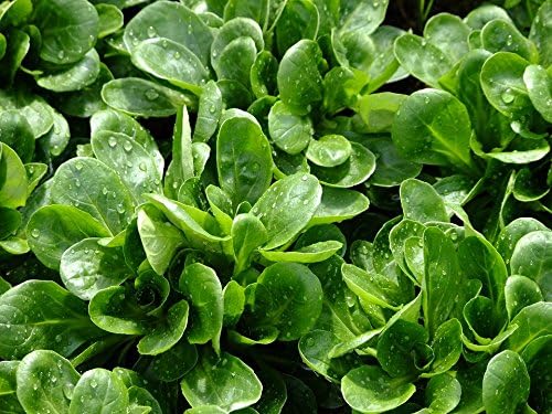 Valeriana Bio - Kit completo de canónigo para huerto de cultivo ...