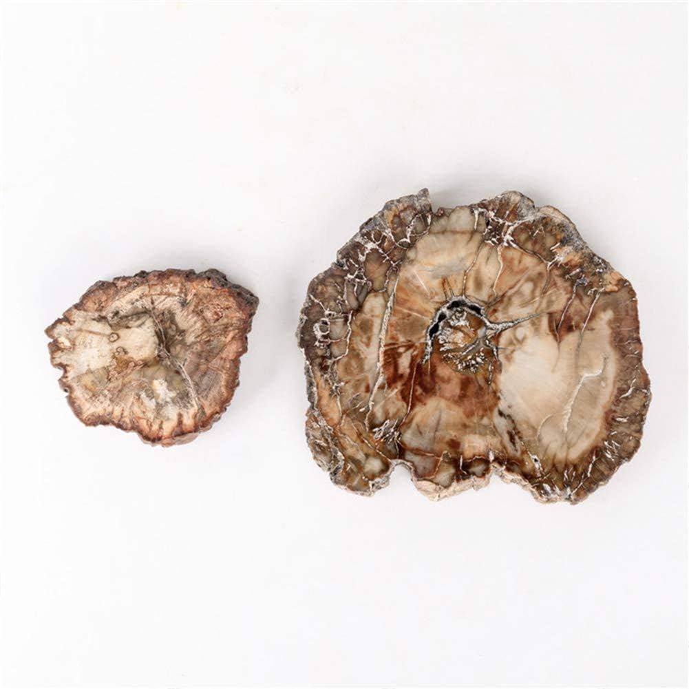 Namvo Natural Wood Fossil Piece Irregular Polished Petrified Wood Ornament Teaching Fossil Specimen Materials, 7cm-9cm - Image 5