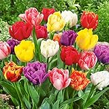 Kraft Seeds Tulip Flower Bulbs By Kraft Seeds (3 In 1 - Mix)