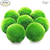 Luffy 8 Marimo Moss Balls - Jumbo Pack of Aesthetically Beautiful Plants - Create Healthy Surroundings - Low-Maintenance Live Play Balls - Shrimps & Snails Love Them
