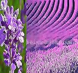5,000+ TRUE ENGLISH LAVENDER VERA Seeds - Lavender Augustifolia Vera Herb - Non-GMO - Flower Seeds By MySeeds.Co (5,000+ Seeds)