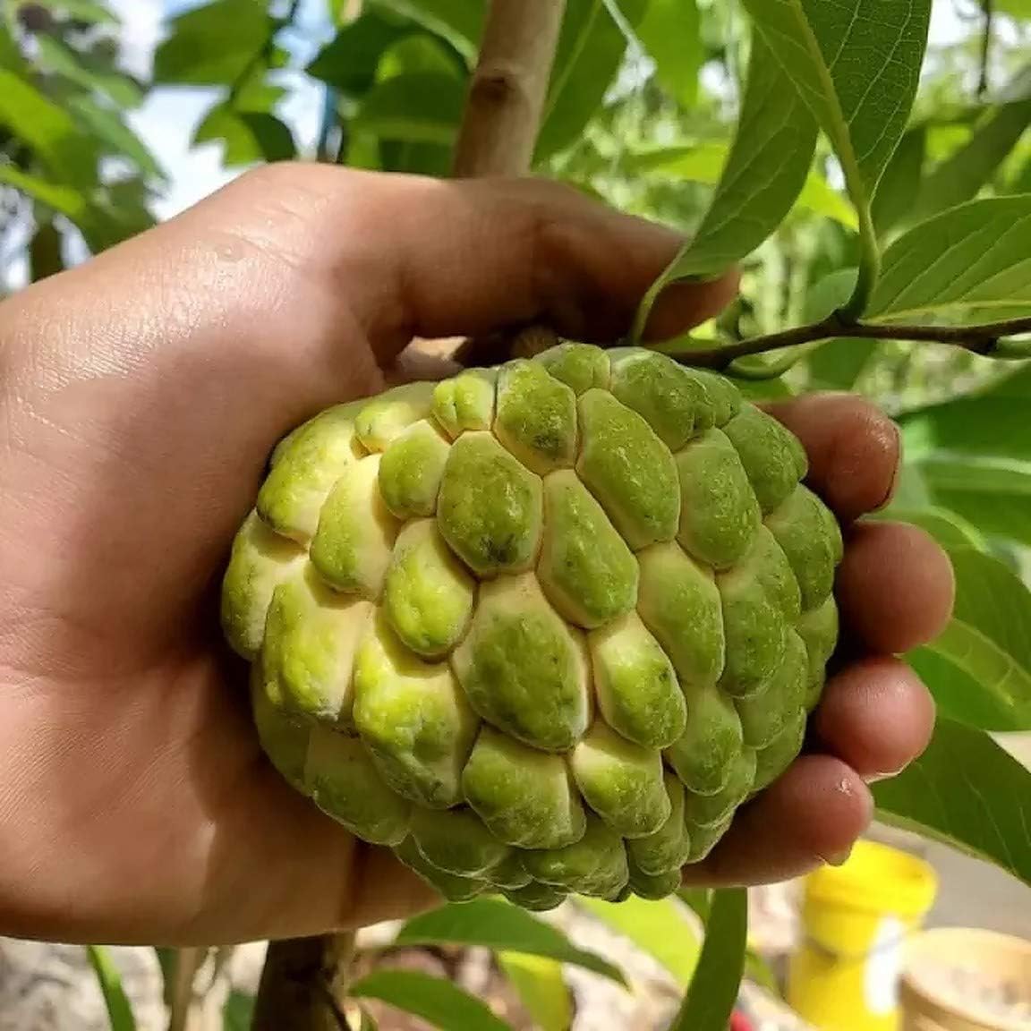 Sugar Apple Trẹe Livẹ RareBigTree 2' High Sweetsop
