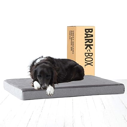 should dogs eat pumpkin