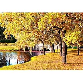 Beautiful Autumn Forest in Park 
