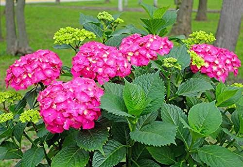 Glowing Embers Pink Mophead Hydrangea - Live Plant - Quart Pot Glowing Embers Pink Mophead Hydrangea - Live Plant - Quart Pot