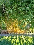 50 BAMBOO SEEDS FARGESIA FUNGOSA (Hardy Clumping)