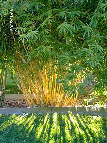 50 BAMBOO SEEDS FARGESIA FUNGOSA (Hardy Clumping)