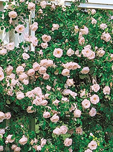 Spring Hill Nurseries - New Dawn Climbing Rose, Live Bareroot Plant with Pink Flowers (1-Pack)