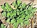 Celandine Medicinal Live Plant