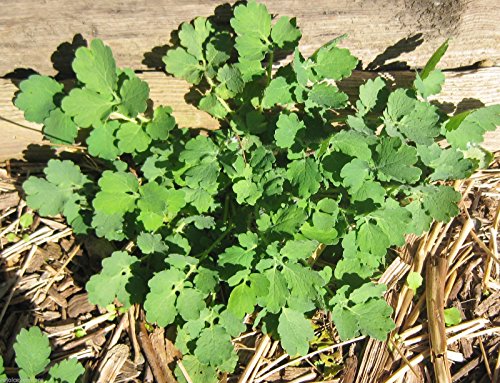 Celandine Medicinal Live Plant