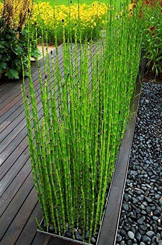 50 Semi Di Bambu Moso Mini Nero Semi Di Bambu Del Pacchetto Semina Di Alberi Per Il Giardino Di Casa Amazon It Giardino E Giardinaggio