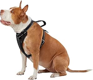 kong dog harness large