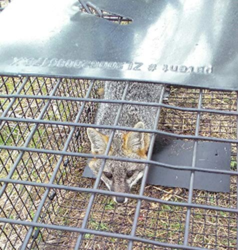 Humane Way 914985 Live Animal Trap, X-Large 42"x18"x16" - Thumbnail 2