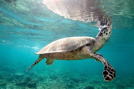 Amazon Co Jp ウミガメの壁紙 動物の壁紙 キャンバス ステッカー 印刷 壁紙ポスター はがせるシール式 写真 特大 絵画 壁飾り105cmx70cm Home Kitchen