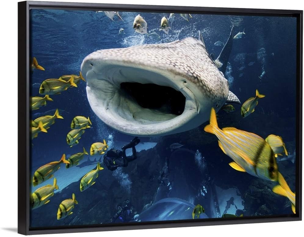 Whale Shark in Captivity Black Floating Frame Canvas Art, 42"x32"x1.75"