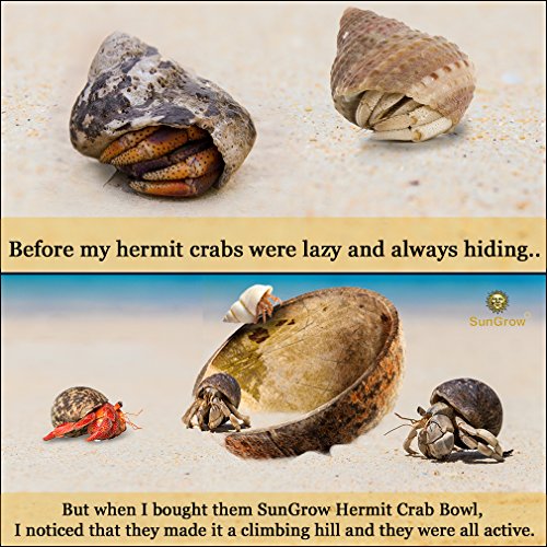 3 SunGrow+Hermit+Crab+Food+Bowls