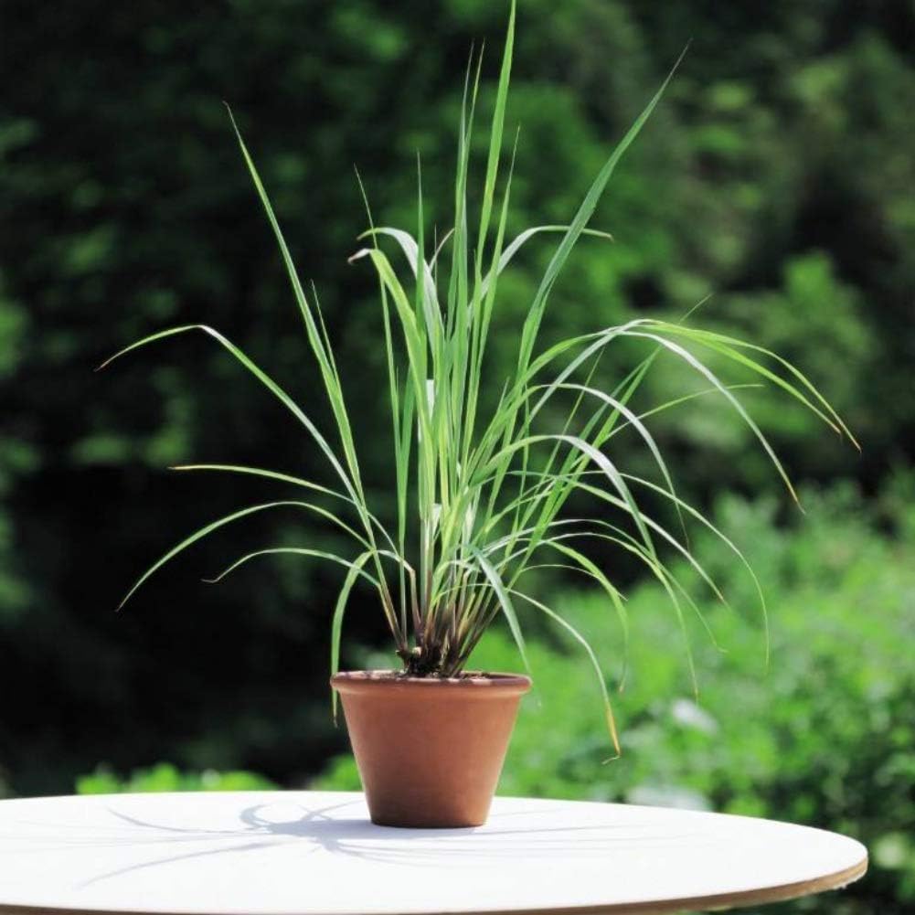 500pcs Organic Live Lemongrass Plants Seeds Mosquito Repellent Plant