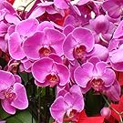 2Bag Butterfly Orchid Seeds, Beautiful Phalaenopsis Orchids Seeds, for Garden Bonsai Balcony Flower Home Flower Decor