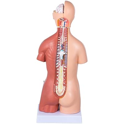 Buy 17inch Torso Anatomy Model Human Torso Model 23 Parts Anatomy Models Life Size Human Body Anatomical Model Anatomy Educational Teaching Tool Online In Indonesia B08dtjpsf9