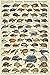 Turtles, Tortoises, & Terrapin Laminated Educational Science Animal Chart Print Poster 24x36