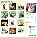 Maine Coon Cats 2018 12 x 12 Inch Monthly Square Wall Calendar, Animals Cats Pet Kitten Feline