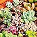 150pcs Mixed Succulent Seeds Lithops Rare Living Stones Plants Cactus Pot Plant
