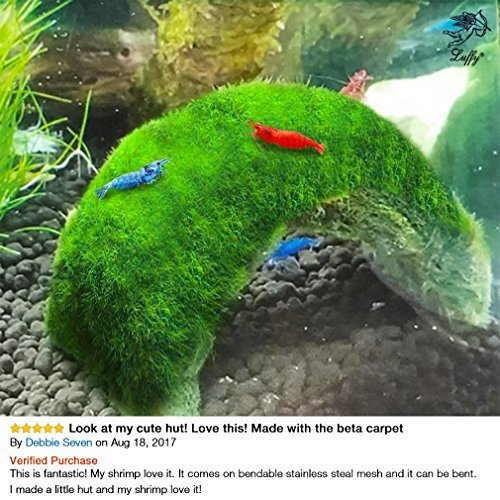 Luffy Moss, Lush Green Landscape in Aquarium, Natural Habitat for Aqua Pets, Create a Moss Carpet or Moss Wall, Thrive with Minimal Care