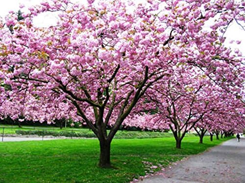 2 Kwazan Cherry Trees/Japanese Flowering Cherry Tree/Flowering Tree/Shade Tree/Bonsai Tree/Flowering Bonsai(No Shipping to: CA, HI, AZ, WA, OR)