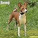 Basenji Calendar - Dog Breed Calendars - 2018 - 2019 Wall Calendars - 16 Month by Avonside by